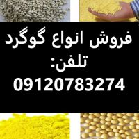 تولید و فروش گوگرد عمده