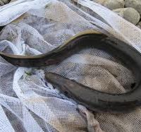 پخش عمده مارماهی صید روز