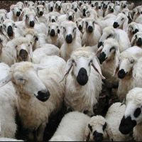 فروش دامداری در فریمان