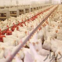 فروش مرغداری چهار سالن فعال تمام اتومات در اصفهان