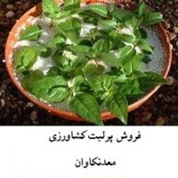 فروش پرلیت کشاورزی و باغبانی معدن کاوان