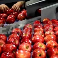 سازنده خط تولید کمپوت سیب سیمرکو تهران