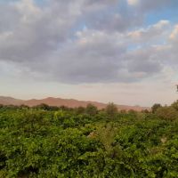 مشاور کود برای پسته