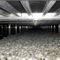 نیاز به سرمایه گذار جهت احداث سالن پرورش قارچ