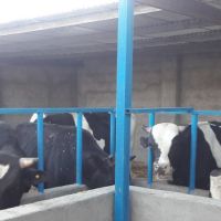 فروش گاوداری در بیرجند