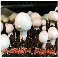 مزیت های استفاده از پرلیت در پرورش قارچ perlite