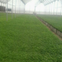 تولید نشاء با دستگاه تمام اتومات