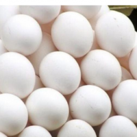 تولید و توزیع تخم مرغ در لرستان