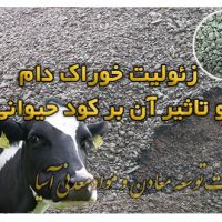 پرلیت بنتونیت و زئولیت خوراک و بستر دام و طیور