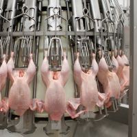 کشتار مرغ گوشتی تمام اتوماتیک