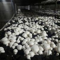 فروش کارخانه قارچ صنعتی در اشتیان