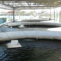 مزرعه پرورش ماهیان سردابی و گرم آبی