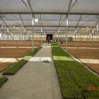 گلخانه گوجه فرنگی البرز