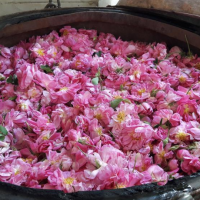 تولید گلاب و عرقیات اعلا در قم