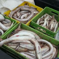 پخش عمده مارماهی