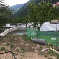 خریدار پرورش ماهی در گیلان