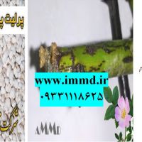فروش پرلیت کاشت نسترن وحشی