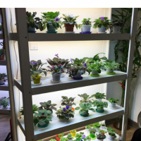 تولید ونصب چراغ های LED رشدگیاهان در ابادان