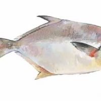 فروش صدف سخره ای صید روز