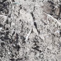 فروش کود کبوتر بدون ناخالصی