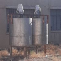 فروش میکسر استیل