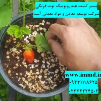 بستر کشت هیدروپونیک توت فرنگی