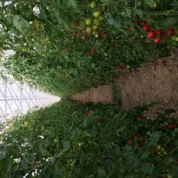 گلخانه گوجه فرنگی البرز