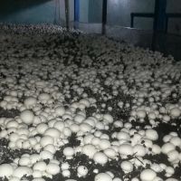 فروش کارخانه قارچ در 30 کیلومتری مشهد