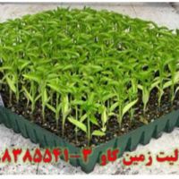 مزیت‌های استفاده از پرلیت پرورش بذر و قلمه زنی Perlite