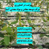 فروش پرلیت کشت گل وگیاه