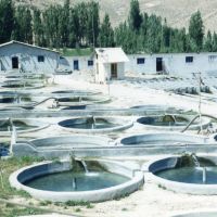 فروش پرورش ماهی در فیروزکوه