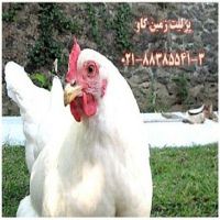 مزیت های استفاده از پرلیت در خوراک طیور Perlite