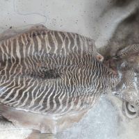 پخش عمده مرکب