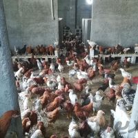 فروش مرغداری در روستای زیار اصفهان