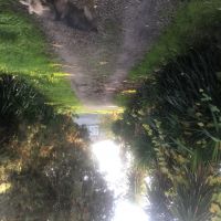 باغ مرکبات چهار هکتارى قائم شهر