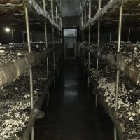 فروش مزرعه قارچ در اصفهان