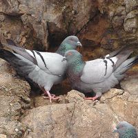 کود پودری کبوتر خالص