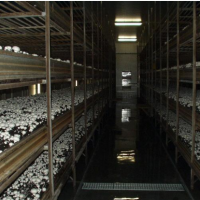 فروش ده درصد از کارخانه تولید قارچ در ارومیه