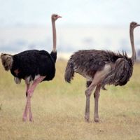 فروش شتر مرغ زنده کشتاری