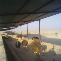 فروش مزرعه پرورش شتر مرغ در اصفهان