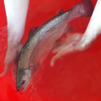 پرورش ماهی 15 تنی با آب چشمه