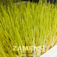 فروش دستگاه تولید جوانه