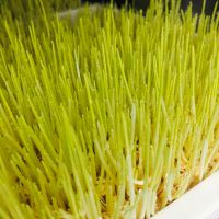 بهترین مارک دستگاه تولید جوانه