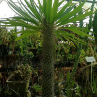 تولید کننده انواع گل های آپارتمانی