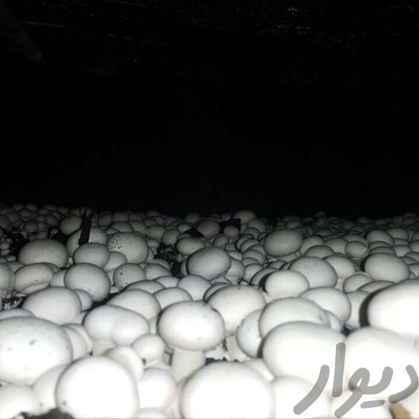 فروش کارخانه قارچ در ملارد2