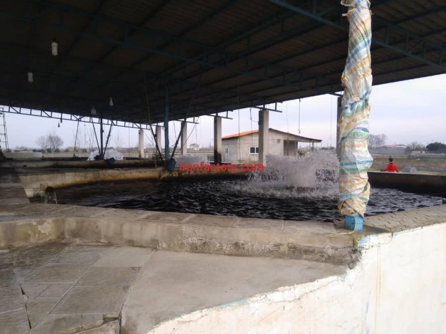 فروش 7800 متر استخر پرورش ماهی قزل الا در آمل0