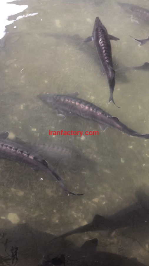 پرورش ماهی رتبه یک ایران1