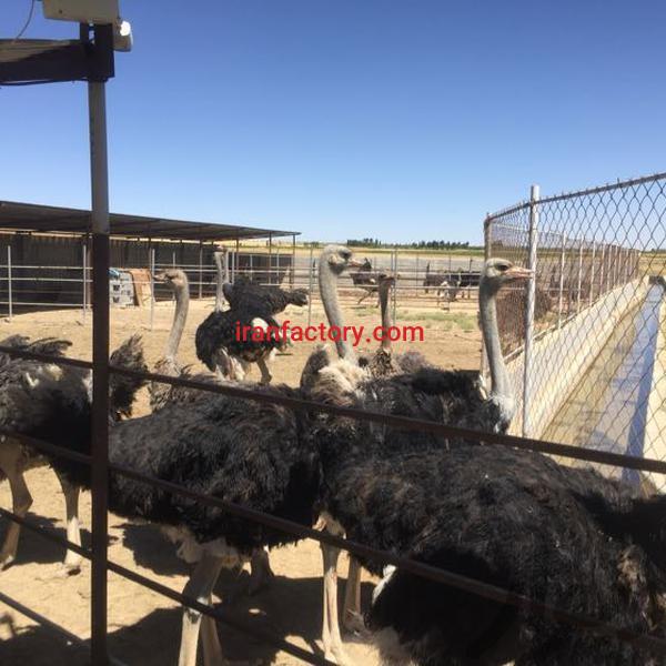 فروش پرورش ماهی در شیراز1