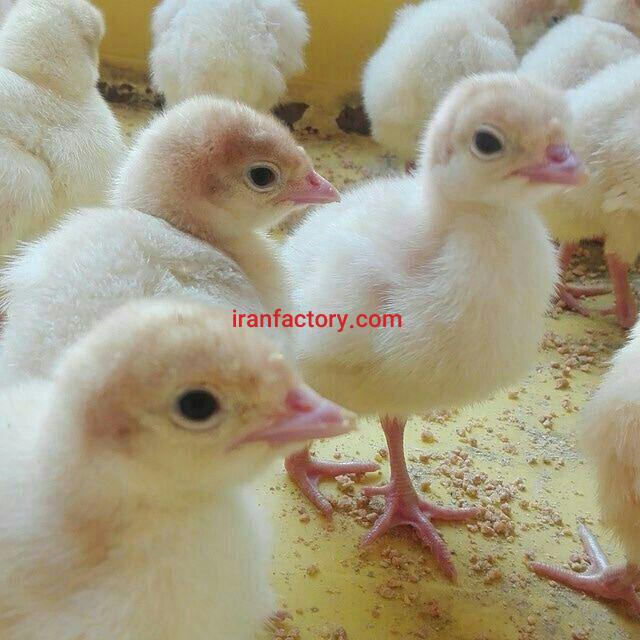 فروش ویژه و استثنایی بوقلمون یک روزه اصل بیوتی با ضمانت091310076890