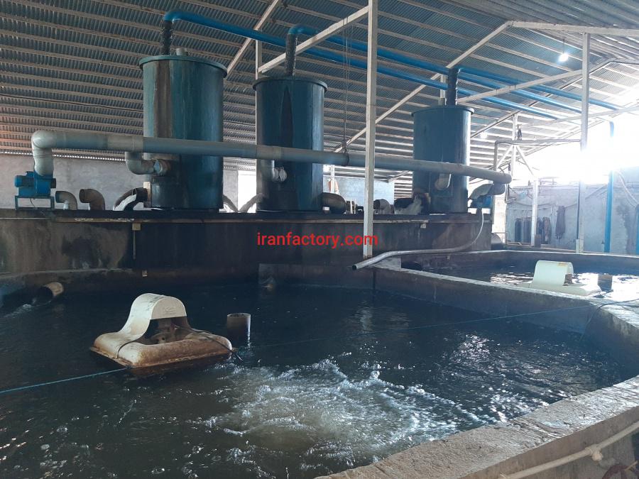 پرورش ماهی قزل الا بچه ماهی تا پروار4